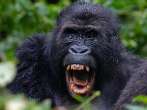 Gorilla Tours in DR Congo
